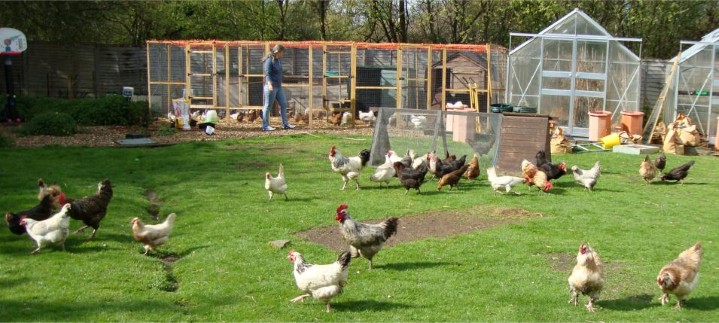 Small flock in garden