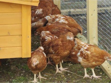 Hybrid chickens in run