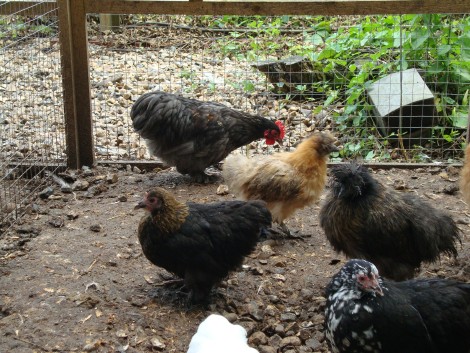 Hybrid chickens in run