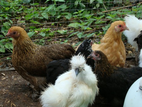 Hybrid chickens in run